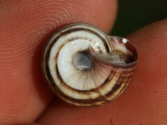 Cernuella aginnica
