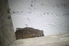 Rhinella horribilis