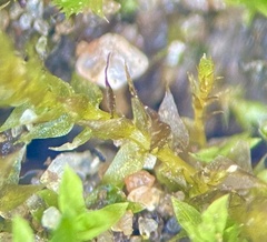 Hygroamblystegium humile