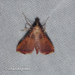 Endotricha olivacealis