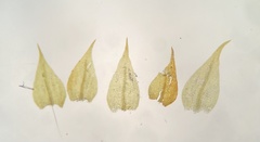 Hygroamblystegium humile