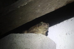 Rhinella horribilis