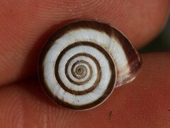 Cernuella aginnica