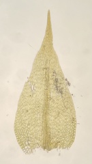 Hygroamblystegium humile