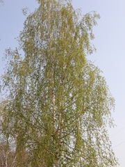 Betula pendula