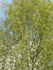 Betula pendula