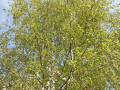 Betula pendula