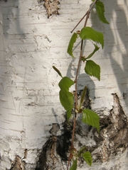 Betula pendula