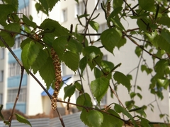 Betula pendula