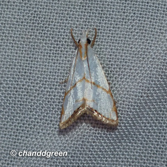 Pseudargyria interruptella