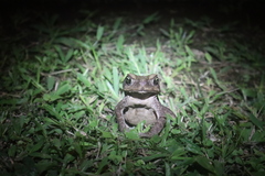 Rhinella horribilis