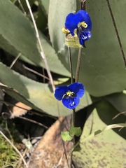 Commelina dianthifolia