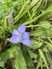 Viola missouriensis