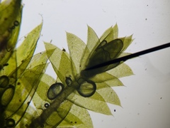 Plagiothecium denticulatum