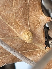 Aceria querci