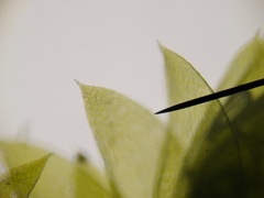 Plagiothecium denticulatum