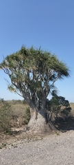 Beaucarnea