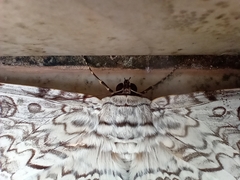 Thysania agrippina