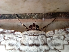Thysania agrippina