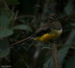 Trogon rufus chrysochloros