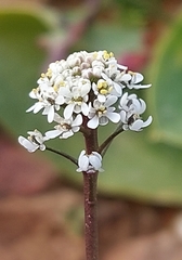 Teesdalia coronopifolia