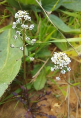 Teesdalia coronopifolia