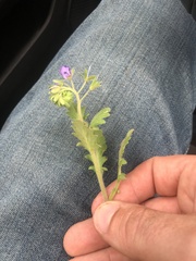 Phacelia patuliflora