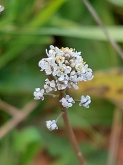 Teesdalia coronopifolia