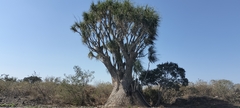 Beaucarnea