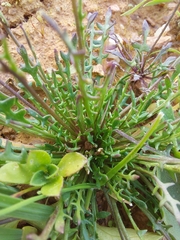 Teesdalia coronopifolia