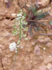 Teesdalia coronopifolia
