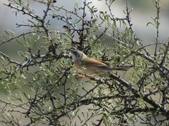 Curruca conspicillata