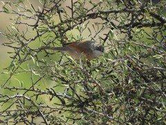 Curruca conspicillata