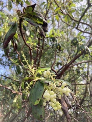 Arbutus menziesii