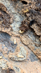 Reticulitermes flavipes