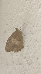 Hipparchia statilinus