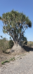 Beaucarnea