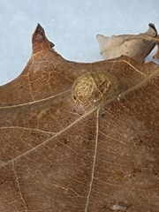 Aceria querci