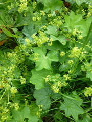 Alchemilla vulgaris