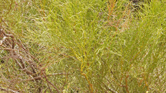 Senna aphylla