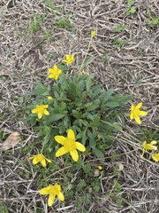Ranunculus fascicularis