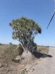 Beaucarnea