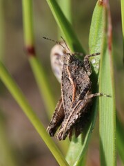Tetrix tenuicornis