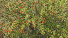 Condalia microphylla