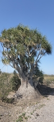 Beaucarnea