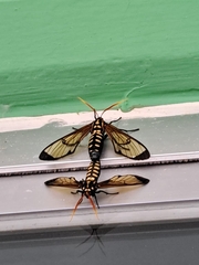 Isanthrene perboscii