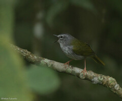 Myiothlypis leucoblephara