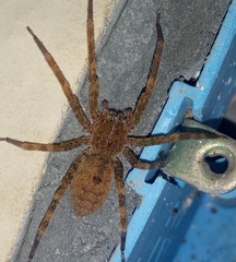Heteropoda variegata