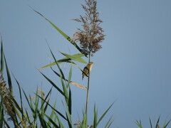 Cisticola juncidis