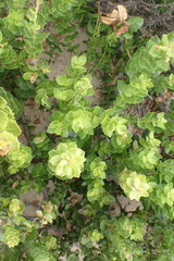 Morella cordifolia